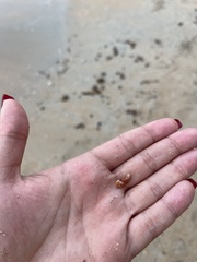 Columbella mercatoria