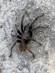 Aphonopelma eutylenum