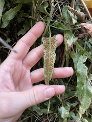 Asplenium rhizophyllum