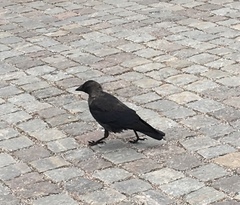 Corvus monedula