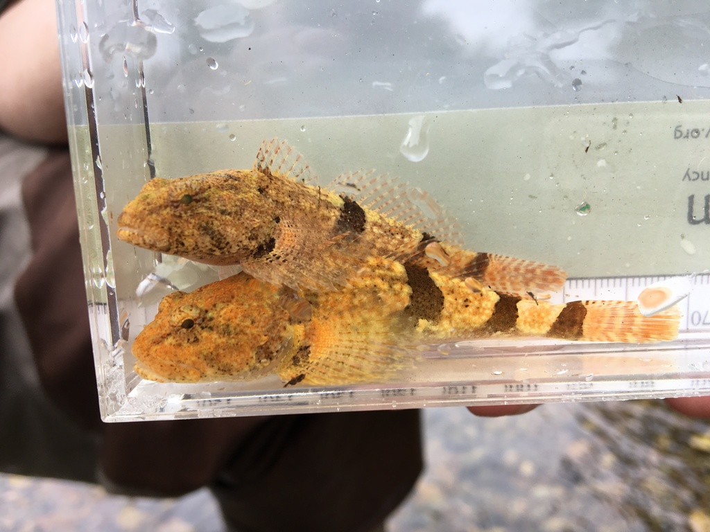 Banded Sculpin