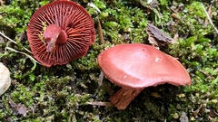 Cortinarius marylandensis