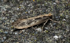 Tinea pallescentella