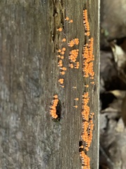 Hemitrichia decipiens