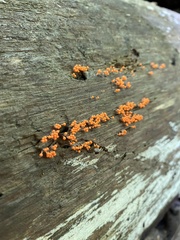 Hemitrichia decipiens