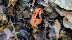 Pseudocolus fusiformis