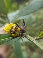 Piezogaster calcarator