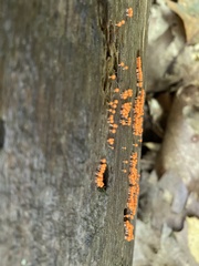 Hemitrichia decipiens