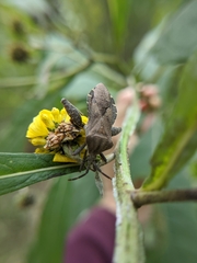 Piezogaster calcarator