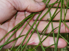 Carmichaelia odorata