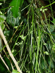 Carmichaelia odorata