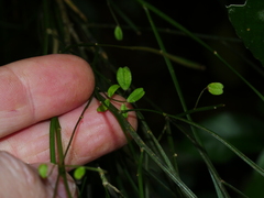 Carmichaelia odorata