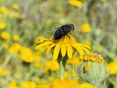 Copestylum scutellatum