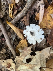 Tricholoma columbetta