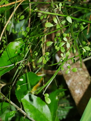 Carmichaelia odorata