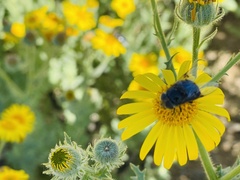 Copestylum scutellatum