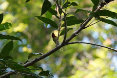 Aethopyga christinae