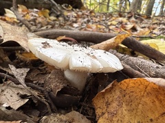 Tricholoma columbetta