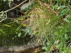 Carmichaelia odorata