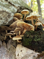 Pholiota spumosa