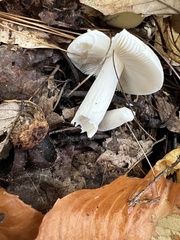 Tricholoma columbetta