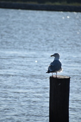 Larus argentatus