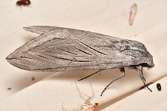 Sphinx chersis