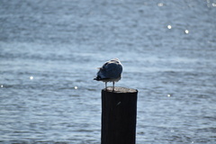 Larus argentatus