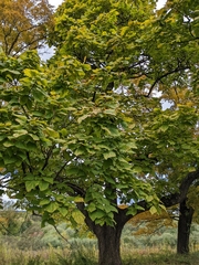 Catalpa bignonioides