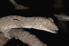 Strophurus williamsi
