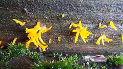 Calocera