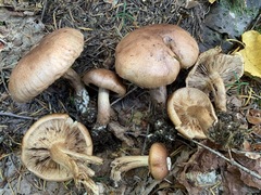 Tricholoma fulvum image