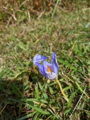 Crocus