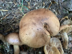 Tricholoma fulvum image