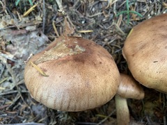 Tricholoma fulvum image