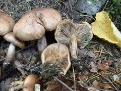 Tricholoma fulvum image