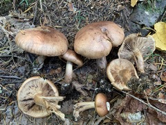 Tricholoma fulvum image
