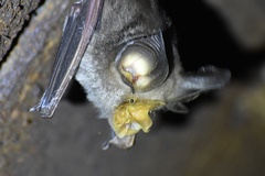 Rhinolophus achilles