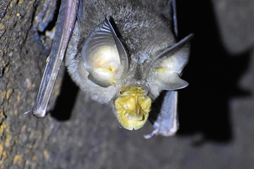 Queensland Horseshoe Bat (Rhinolophus achilles) — Data Deficient Mammalia