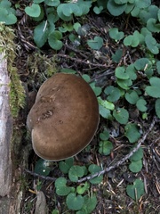 Jahnoporus