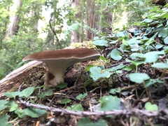 Jahnoporus