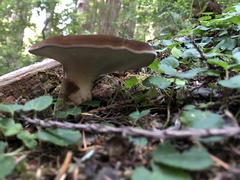 Jahnoporus
