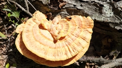 Laetiporus sulphureus