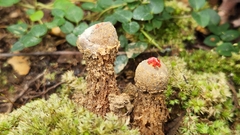 Calostoma ravenelii