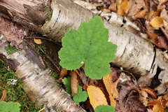 Tiarella