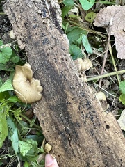 Cerioporus leptocephalus