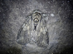 Peridea gigantea