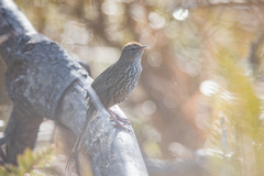 Poodytes punctatus punctatus