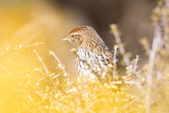 Poodytes punctatus punctatus