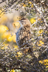 Poodytes punctatus punctatus